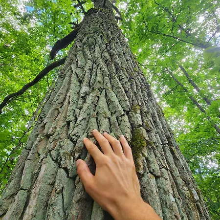 Calm Garden Near Lakes Апартаменты Вильнюс