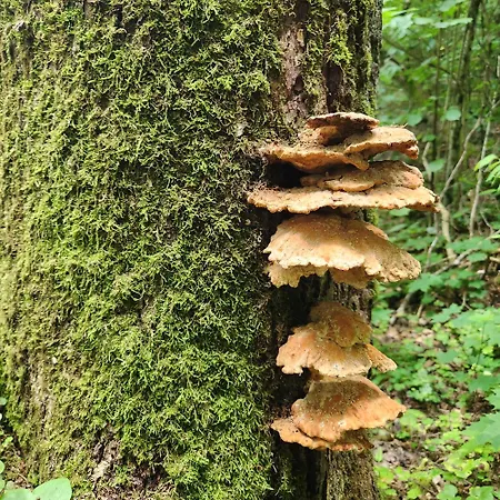Calm Garden Near Lakes