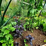 Calm Garden Near Lakes Lejlighed Vilnius