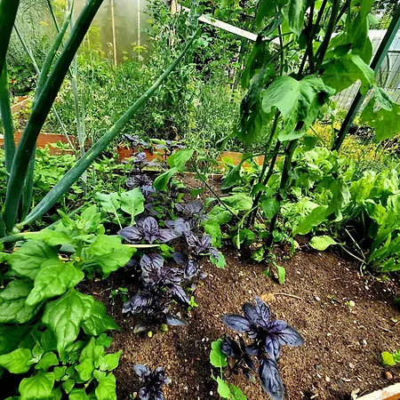 Calm Garden Near Lakes Butas Vilnius