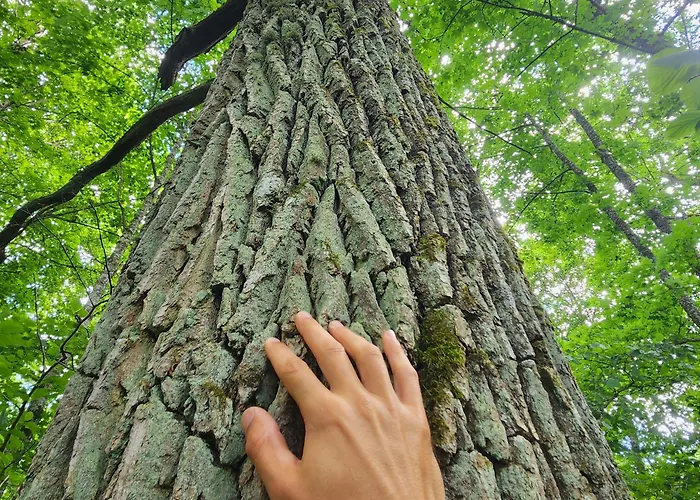 Calm Garden Near Lakes アパート ヴィリニュス